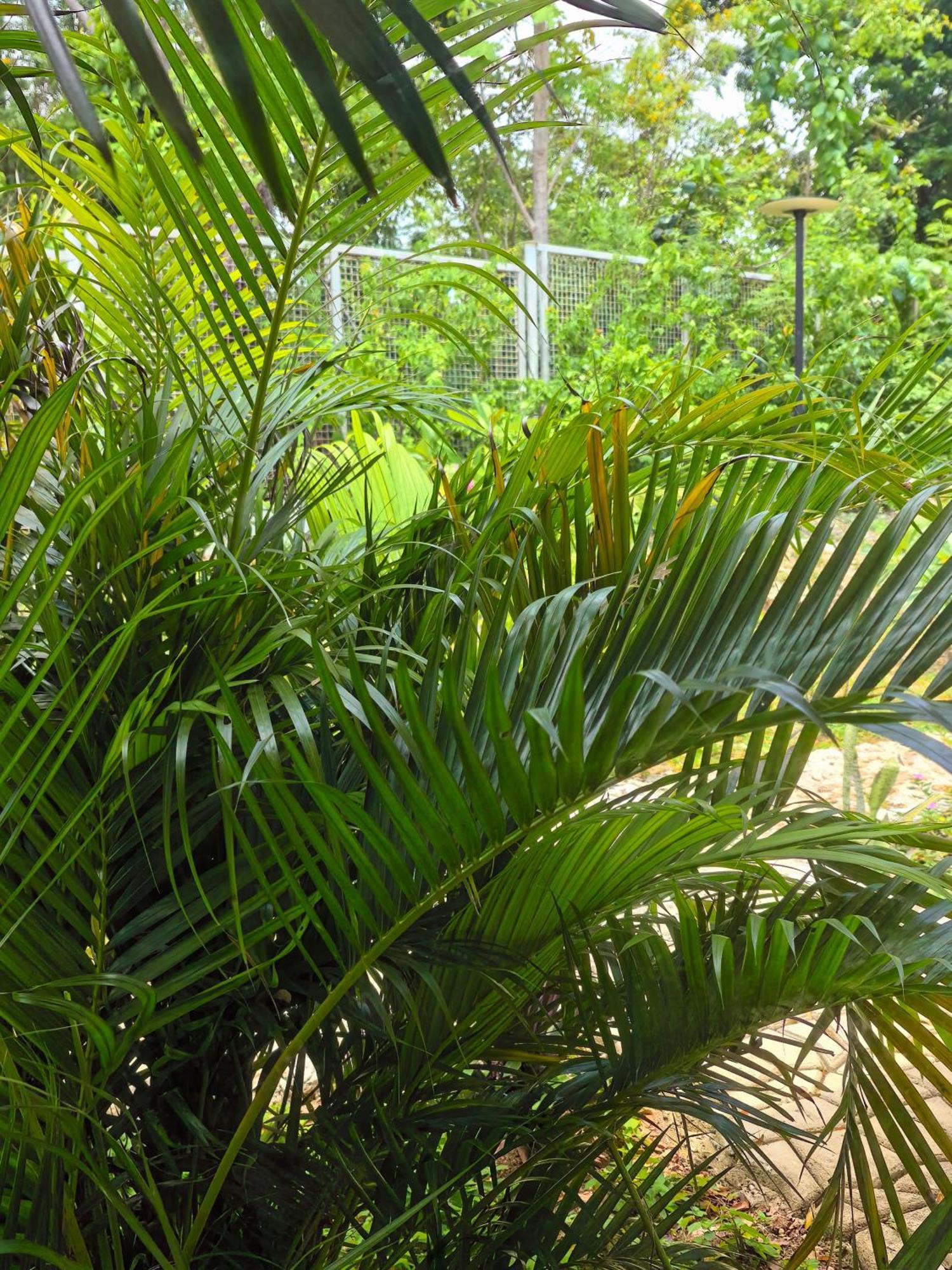 Hotel Blue Joys Msr Siquijor Exteriér fotografie